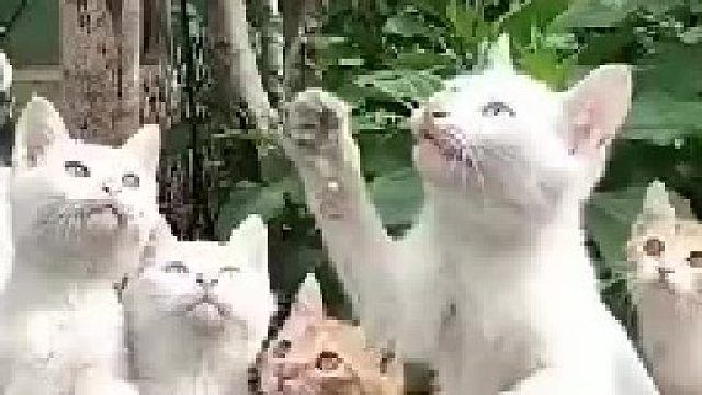 什么叫做“心有鱼而力不足”？ 看看这群猫咪你就知道了！