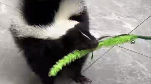 臭鼬真的是完美的陪伴型宠物！它不臭！不臭！真的不臭