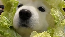 再菜也会有高光时刻