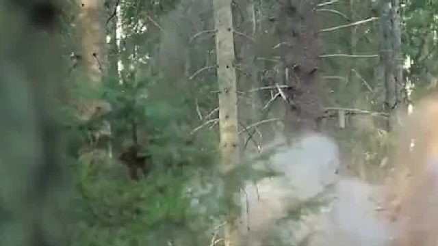 世界上最危险的6种树，两颗小小的果实，就能轻松取走人类性命02