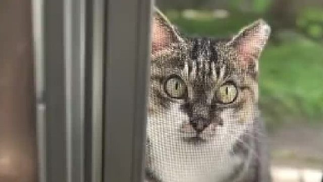 一秒变脸 猛龙出没