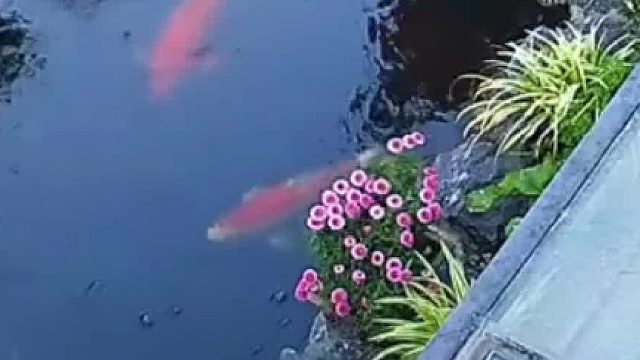 阿姨吆喝了一声开始准备喂鱼，拿出来勺子的那一刻就知道事情不简单……