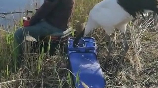 丹顶鹤：欧吼，自助餐