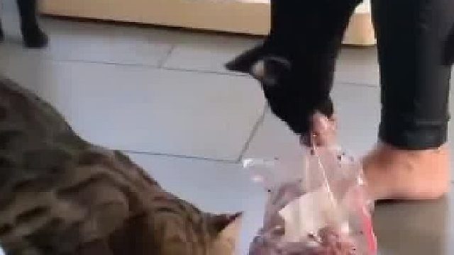 猫猫只是喜欢塑料袋有错吗