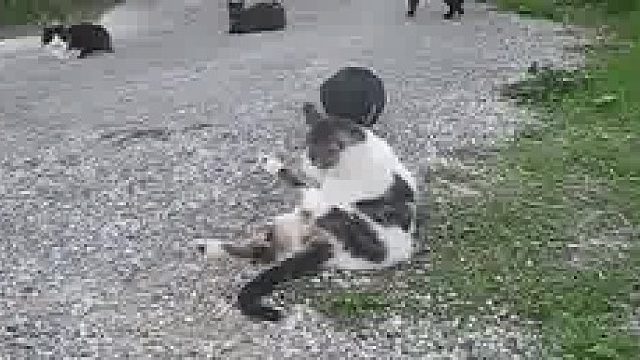 猫猫的网络连接不佳，导致卡顿