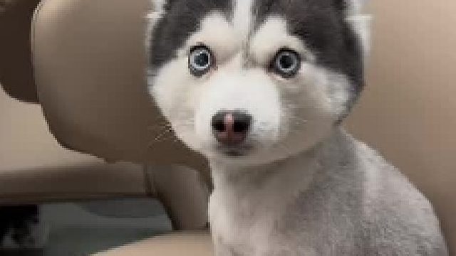 如此智慧的眼神....