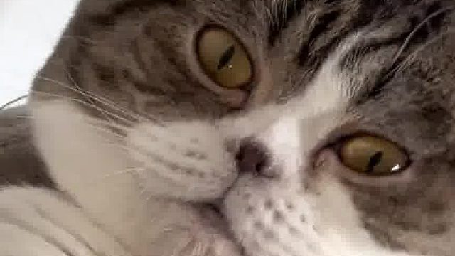 这下谁的分得猫猫是在睡觉还是在装修啊