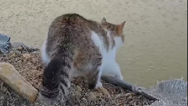 猫咪：我这一生如履薄冰