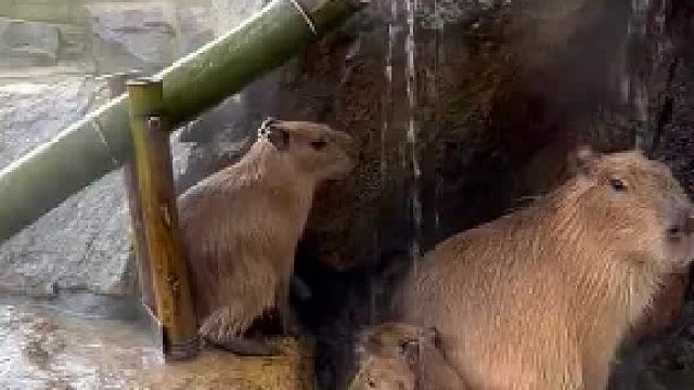 温泉泡久了脑袋晕晕很正常啦