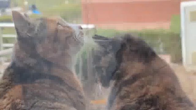 两只小傻猫，敲窗一个看上一个看下