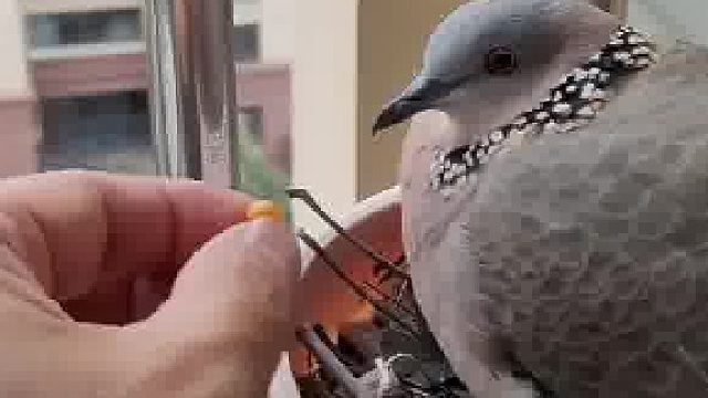 别光吃花生米，倒是喝两杯啊