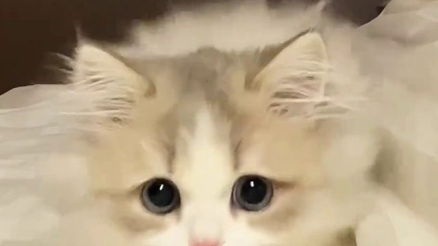 帮我看下猫，我去吃个饭