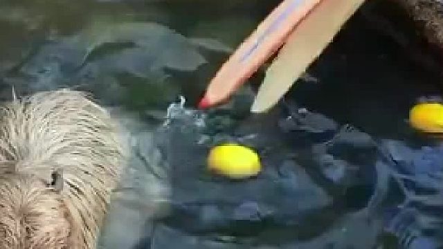 鹈鹕：这是什么？猕猴桃？试吃一口 卡皮巴拉：不吃别夹