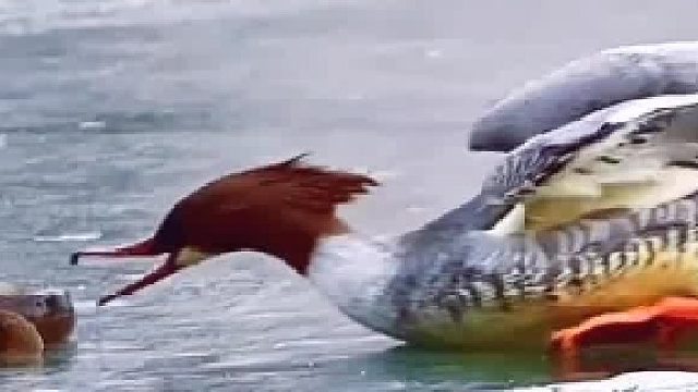 必须要提前刹车