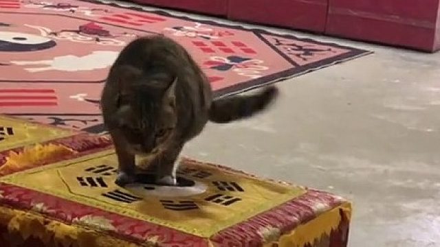 猫咪又来跟祖师爷告状了