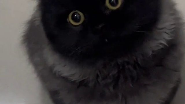 好可爱呀 第一看见这种品种 这是什么品种呀