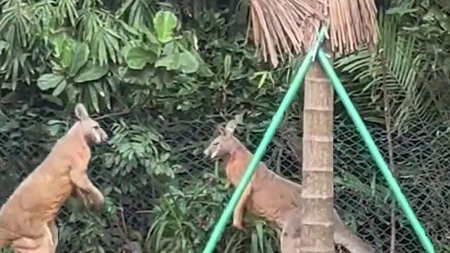 袋鼠打架，拳脚功夫都要拼……