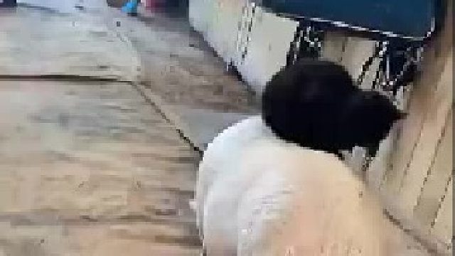 大师兄！师傅被妖精变成猫星人了