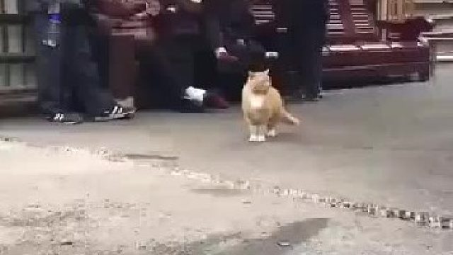 猫咪发现有人在拍自己，赶紧坐端正