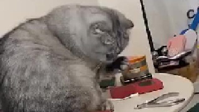 猫咪想把东西从桌子上推下来，听到主人咳嗽一声以后，秒变怂包