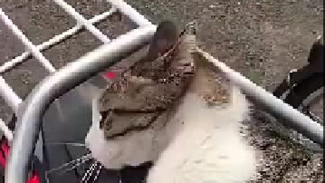 男子碰到一只猫霸占摩托车，欠说了半天就是不肯走，好无奈！