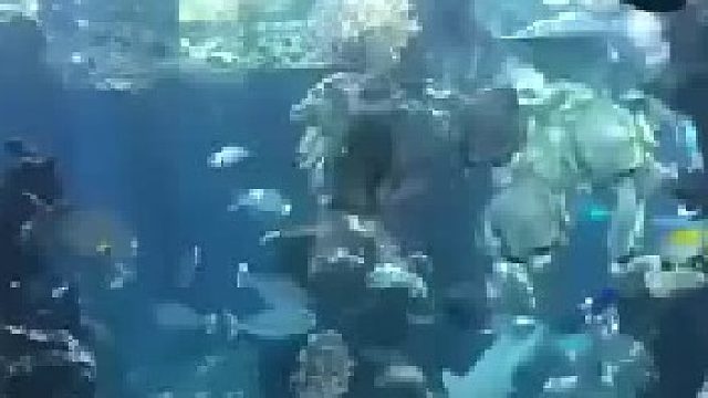 水族馆的一位工作人员正在清理水池玻璃，一头呆萌可爱的豹纹鲨游了过来，求抱抱还要摸肚皮才可以