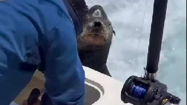 虽然这条鱼看起来不错，但我相信你有更大的