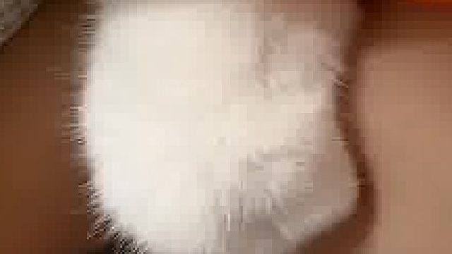 哦嚯，好可爱的小爪爪