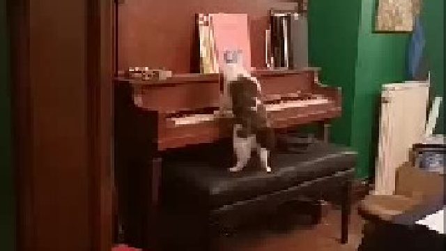 一位有着音乐梦想的小猫咪，每天在家勤学苦练，相信有一天可以超越主银