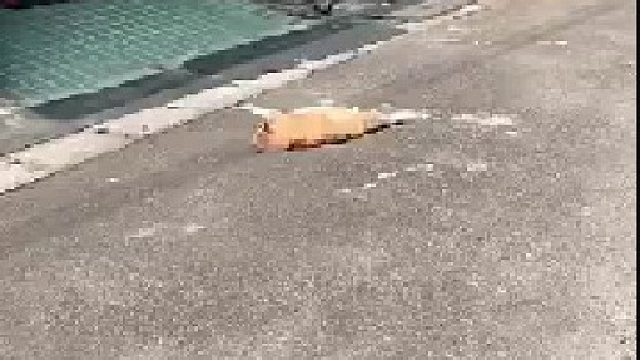 以为是命案现场，结果走近查看，翻个身继续睡！