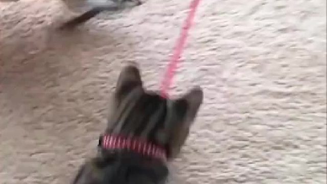 鹦鹉从来不把自己当个鸟