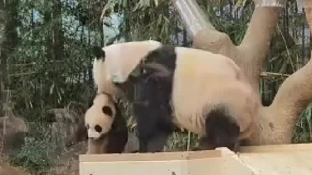 熊猫：妈，这树我今天非上不可吗