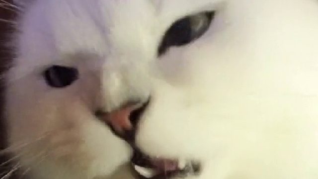 猫：我只吃了一点 应该不会被发现
