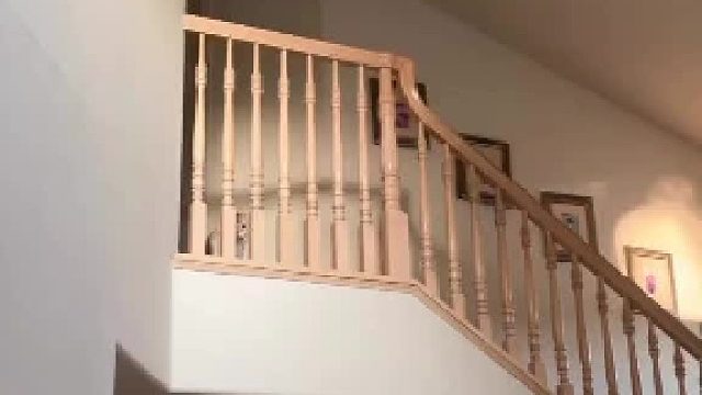 小猫咪下楼梯颠出颤音