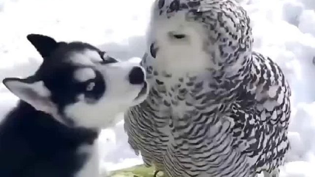 二哈，快放开那只雪鸮