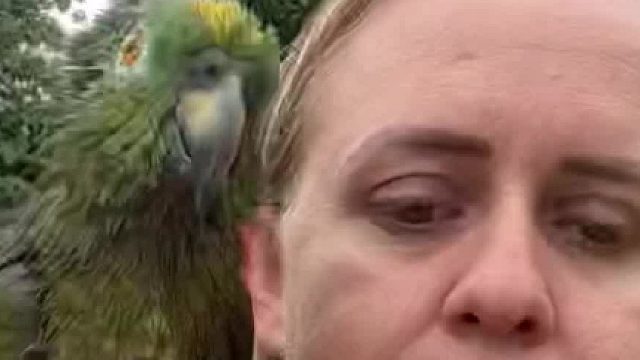 这只鹦鹉有点狗里狗气的，看来精通多种外语呀