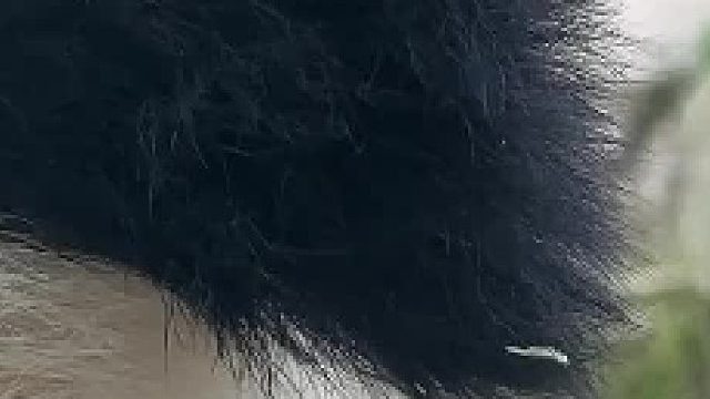 近距离观察熊猫朵朵