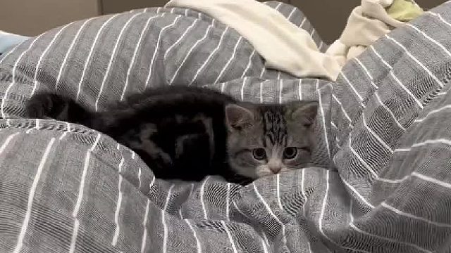 怎么像个小兔子一蹦一跳