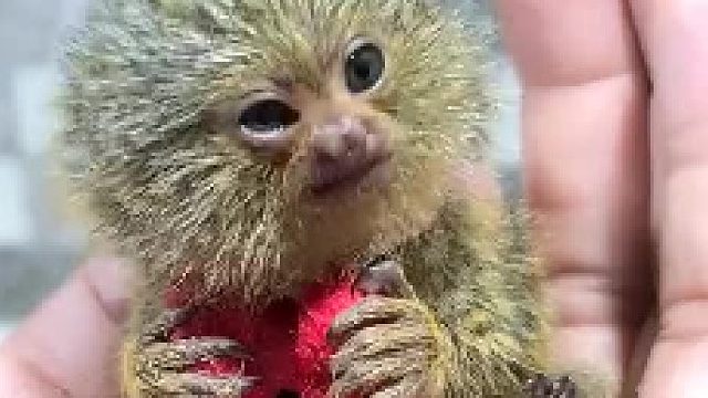 防止你没见过这么小的猴