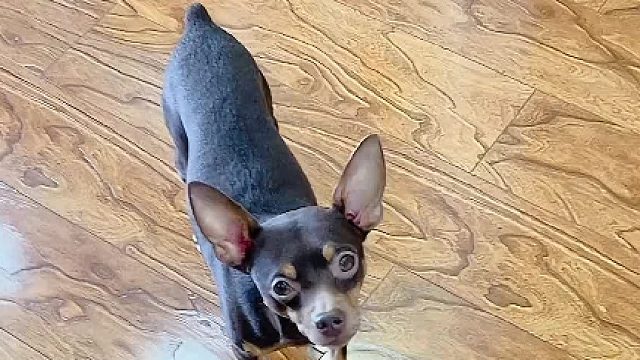 还有它不知道的事吗，这还是狗吗