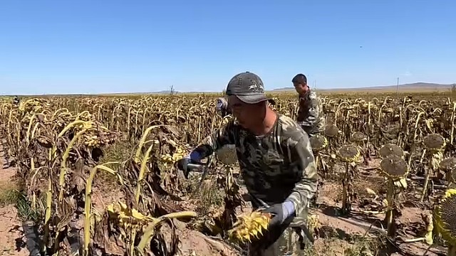 动作麻利，姿势优美，刷到这个视频才知道向日葵是这样收割的