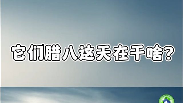 它们都是怎么过腊八的？