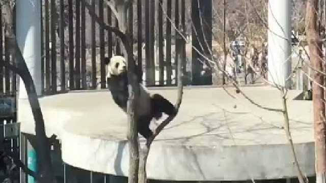 看看大熊猫是怎样成为濒危动物的