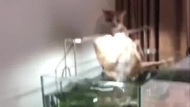 猫：不要管我，我不想吃鱼，我只是在练单杠