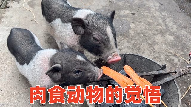 血脉觉醒？成肉食动物了，整天只想吃肉【第105】