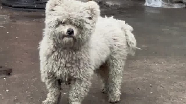 我一开始以为流浪狗