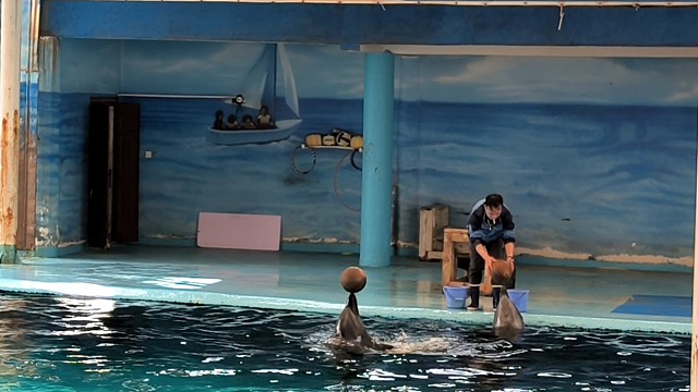 这运球绝了！！