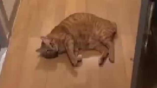 永不放弃的猫猫，撒娇被无视两次.