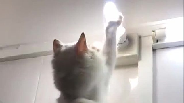 有经验的铲屎官教你猫咪正确的使用方法