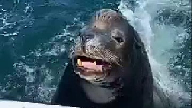 这该死又迷人的小眼神